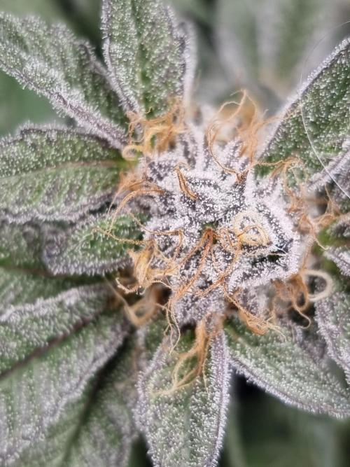 Monster cropped. Lemon cherry gelato. Week 24