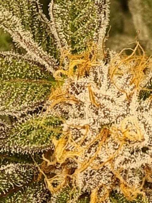 Monster cropped. Lemon cherry gelato. Week 24