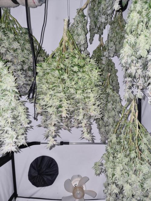 Monster cropped. Lemon cherry gelato. Week 24
