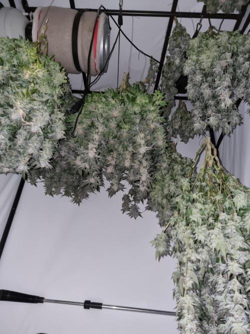 Monster cropped. Lemon cherry gelato. Week 24