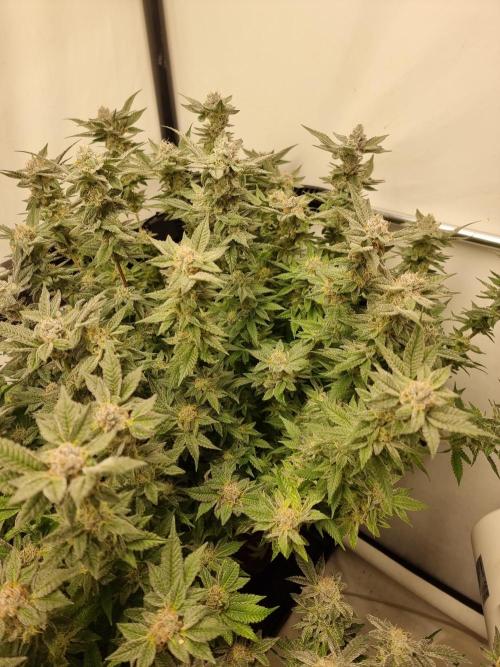 Monster cropped. Lemon cherry gelato. Week 24