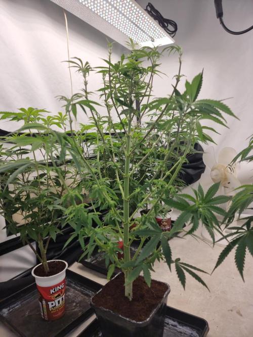 Blue zushi. dutch passion.. Week 9