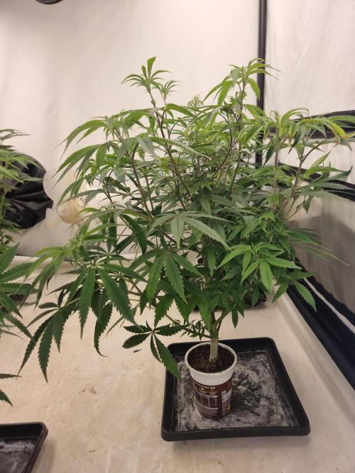 Blue zushi. dutch passion.. Week 9