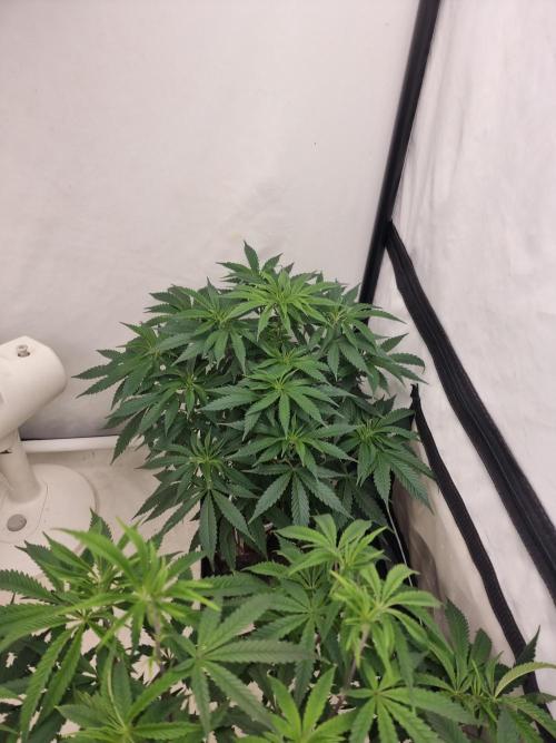 Blue zushi. dutch passion.. Week 9