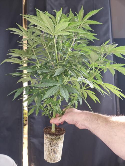 Blue zushi. dutch passion.. Week 9