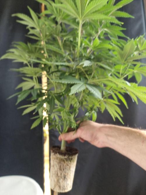 Blue zushi. dutch passion.. Week 9