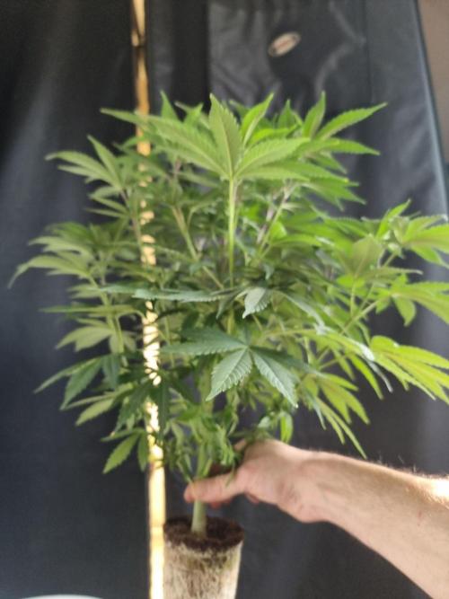 Blue zushi. dutch passion.. Week 9