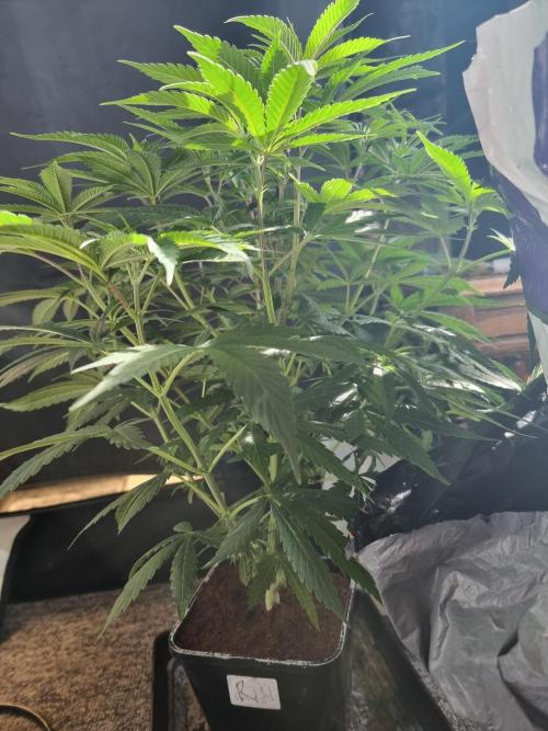 Blue zushi. dutch passion.. Week 9