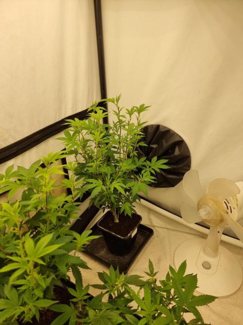 LCG cuttings.. Week 10