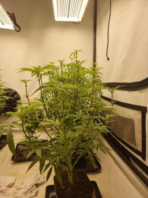 Blue zushi. dutch passion.. Week 11