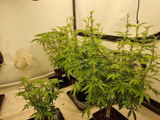 Blue zushi. dutch passion.. Week 11