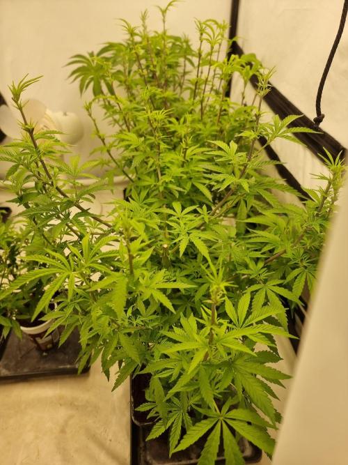 Blue zushi. dutch passion.. Week 11