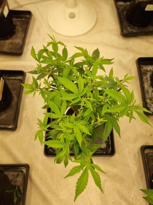 LCG cuttings.. Week 11