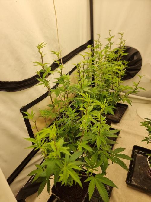 LCG cuttings.. Week 11