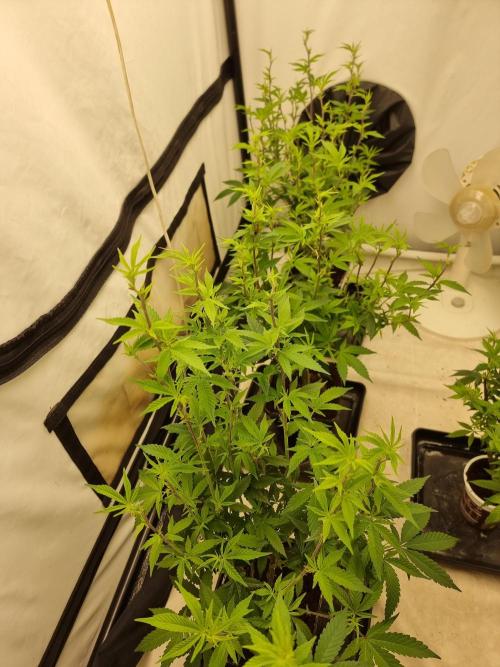 LCG cuttings.. Week 11