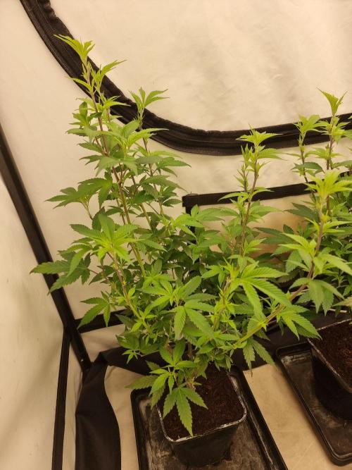 LCG cuttings.. Week 11