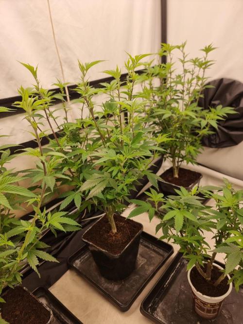 LCG cuttings.. Week 11