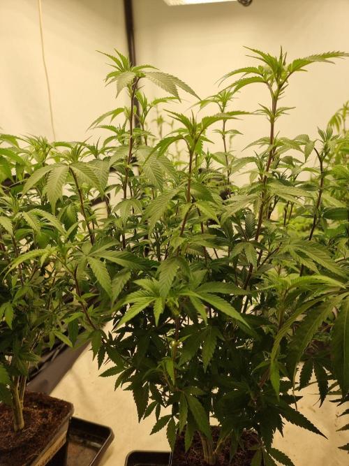 LCG cuttings.. Week 12 - End week two flower 