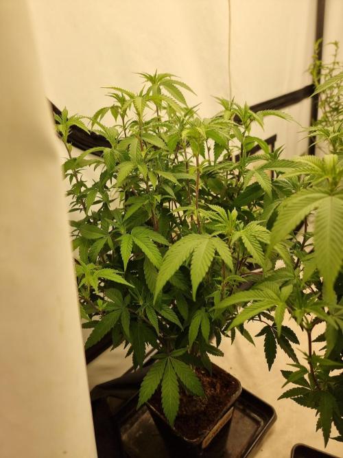 LCG cuttings.. Week 12