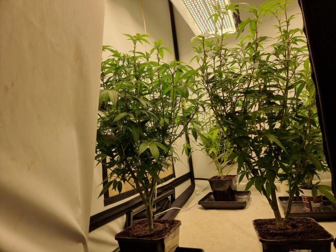 LCG cuttings.. Week 12