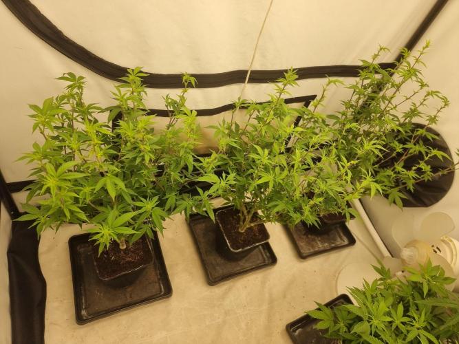 LCG cuttings.. Week 12