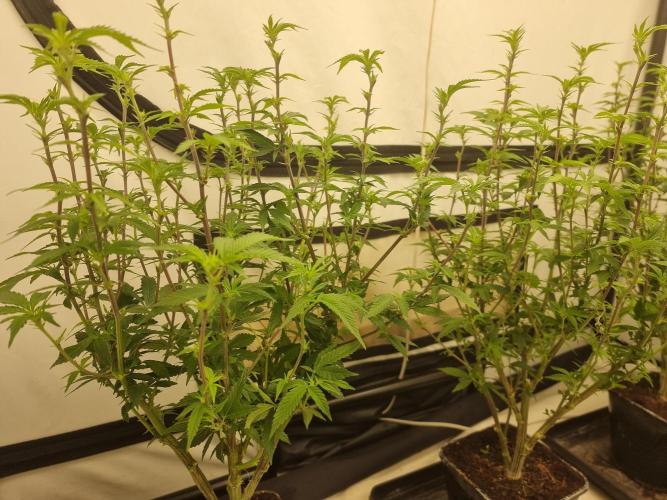 LCG cuttings.. Week 12