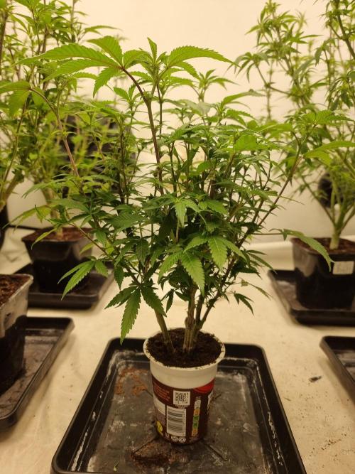 LCG cuttings.. Week 12