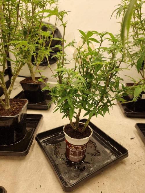 LCG cuttings.. Week 12