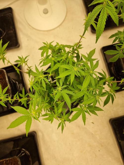 LCG cuttings.. Week 12