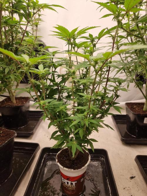 LCG cuttings.. Week 12