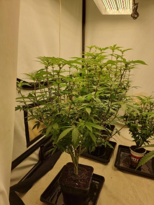 LCG cuttings.. Week 12