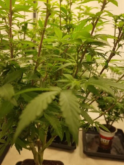 LCG cuttings.