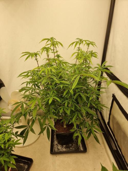 Blue zushi. dutch passion.. Week 12 - End week two flower. 