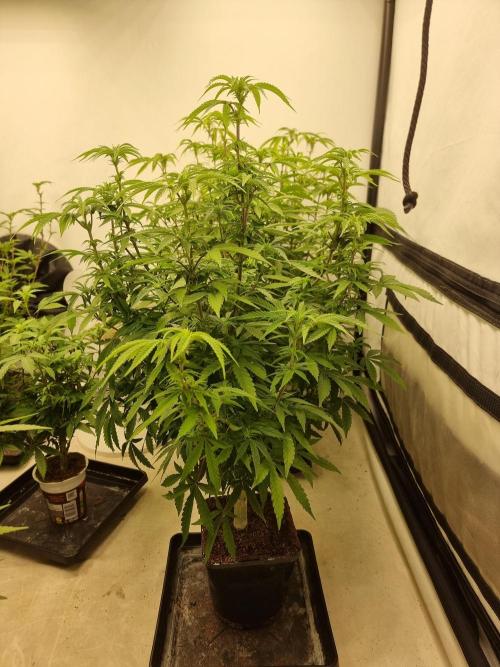 Blue zushi. dutch passion.. Week 12
