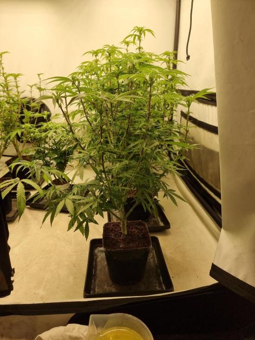 Blue zushi. dutch passion.. Week 12