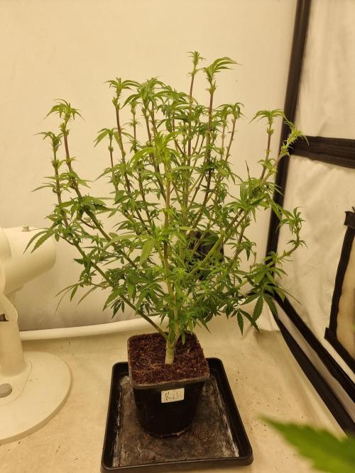 Blue zushi. dutch passion.. Week 12