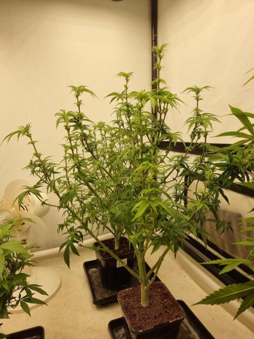 Blue zushi. dutch passion.. Week 12