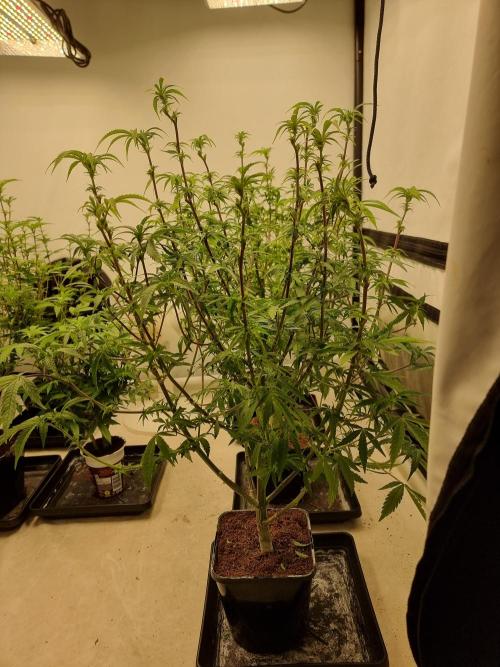 Blue zushi. dutch passion.. Week 12