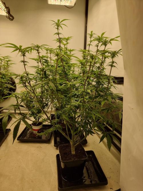 Blue zushi. dutch passion.. Week 12