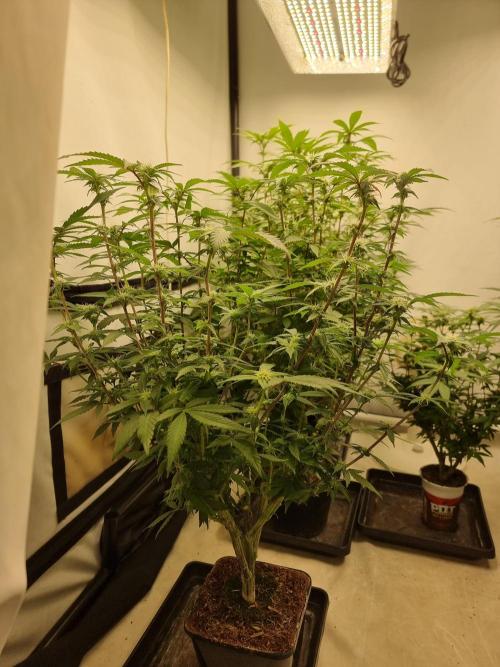 LCG cuttings.. Week 13 - Before defoliating. 