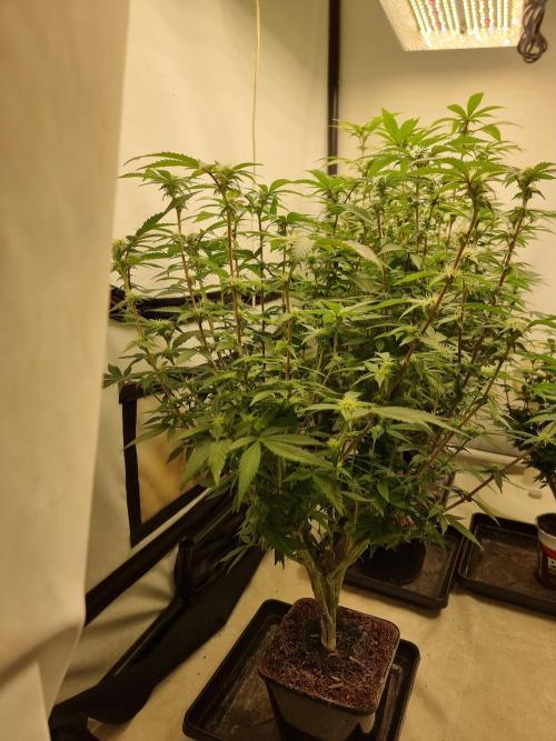 LCG cuttings.. Week 13