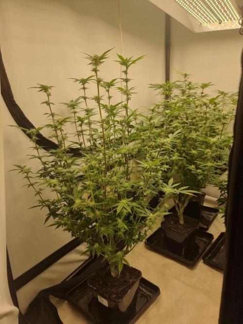 LCG cuttings.. Week 13