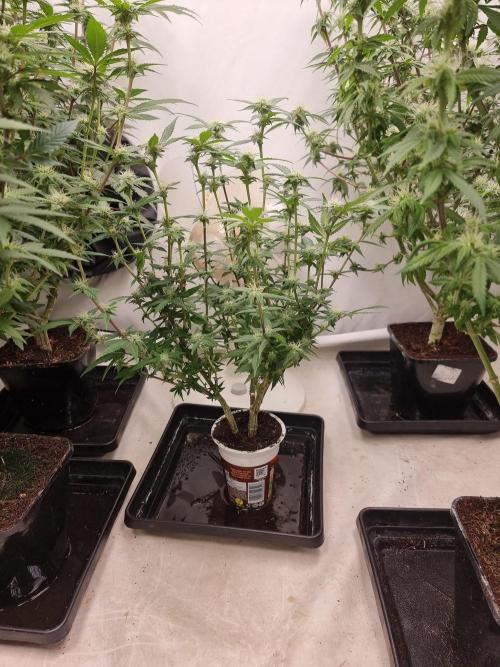LCG cuttings.. Week 13 - Day 21