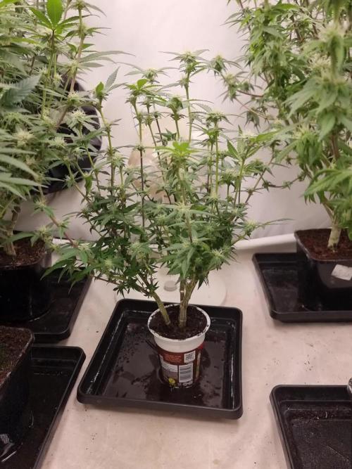 LCG cuttings.