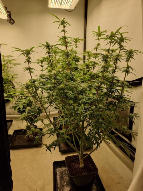Blue zushi. dutch passion.. Week 13 - Before defoliating. 