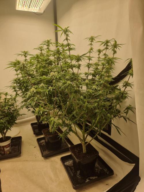 Blue zushi. dutch passion.. Week 13