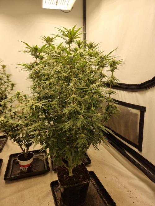Blue zushi. dutch passion.. Week 14