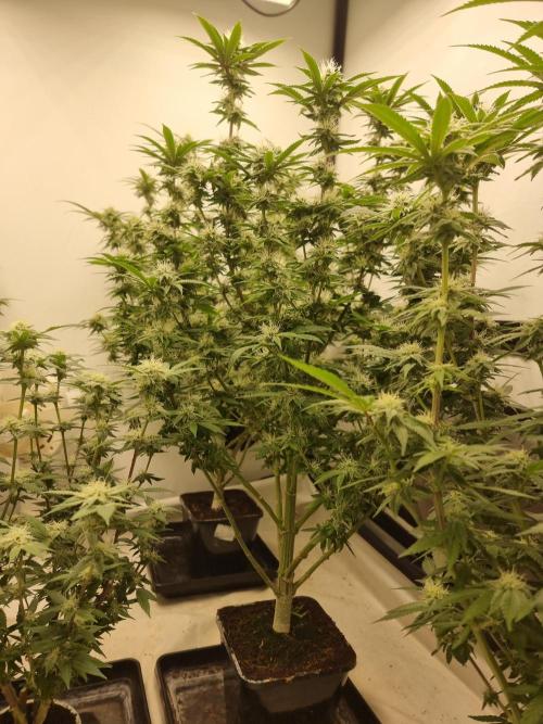 Blue zushi. dutch passion.. Week 14