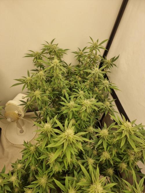 Blue zushi. dutch passion.. Week 14