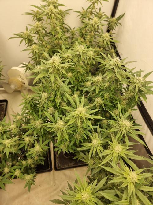 Blue zushi. dutch passion.. Week 14